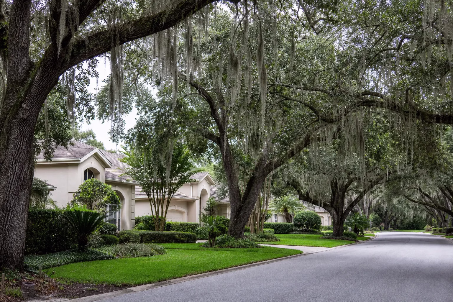 Suburban street of pale stucco homes beneath large live oaks draped in Spanish moss near Mandarin Station